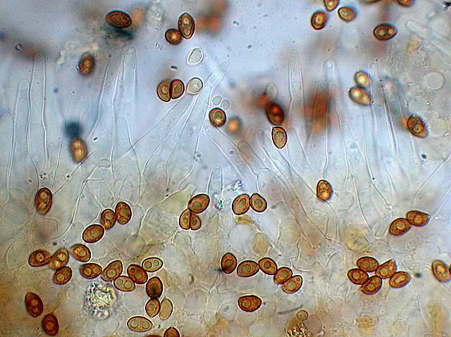 Galerina da determinare n9.